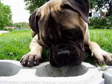 Bullmastiff ~OZZY~ Lækkerdrengen!     - Haløjsa..Hvá var det lige for en lille fætter? billede 19