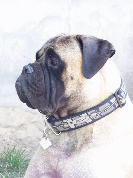Bullmastiff ~OZZY~ Lækkerdrengen!     - Er han ikke skøn i profil?  Tak fordi du/i kikkede forbi... billede 20