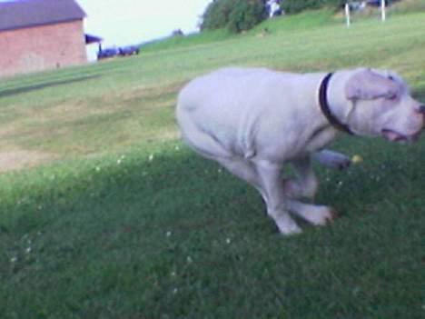 Amerikansk bulldog kayzer - hjææææælp... mor, han vil bide mig... billede 9