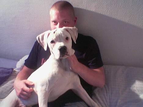 Amerikansk bulldog kayzer - skønt med en senge hygger.. bare mig og far :o) billede 13