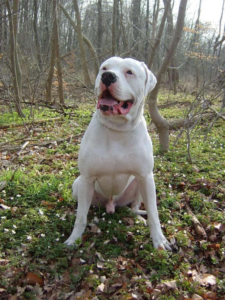 Amerikansk bulldog Oscar - FLOTTE  FYR  eller var det TYR *LOL* billede 1