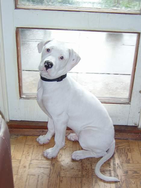 Amerikansk bulldog Oscar - lille mig igen! billede 2