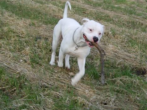 Amerikansk bulldog Oscar - Total turboo OSCAR..  billede 3