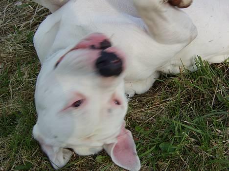 Amerikansk bulldog Oscar - Ruller mig lige engang billede 4