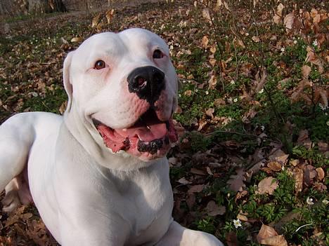 Amerikansk bulldog Oscar - Jeg må heller se lidt stolt ud, mor tager billed af mig! billede 5