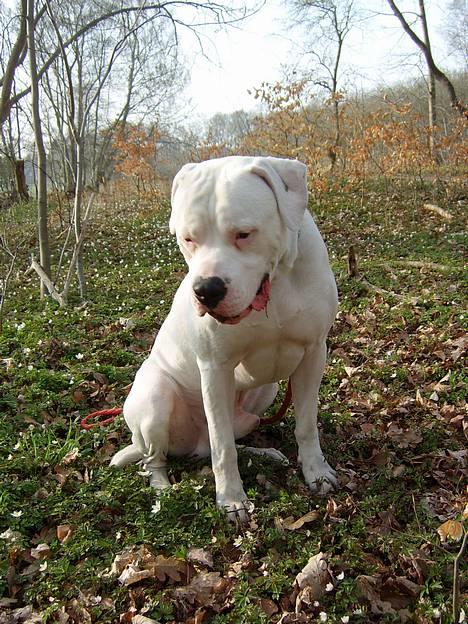 Amerikansk bulldog Oscar - EEEJ en Myer!!!! billede 6