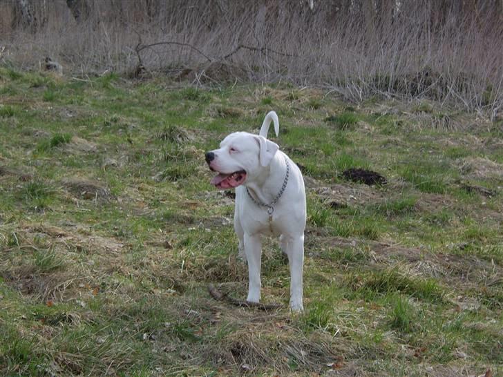 Amerikansk bulldog Oscar - EEEr jeg smuk eller hva?! billede 7