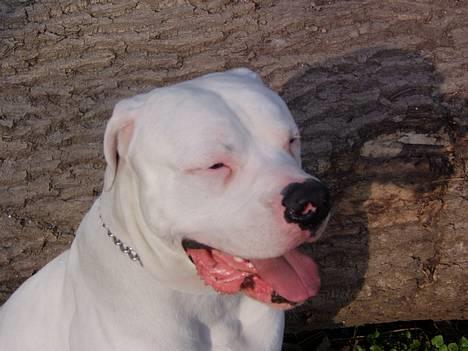 Amerikansk bulldog Oscar - Solen er nu skøn, sikke et dejligt fårår! billede 8