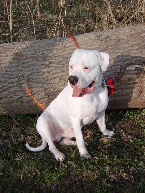 Amerikansk bulldog Oscar - sweety billede 9