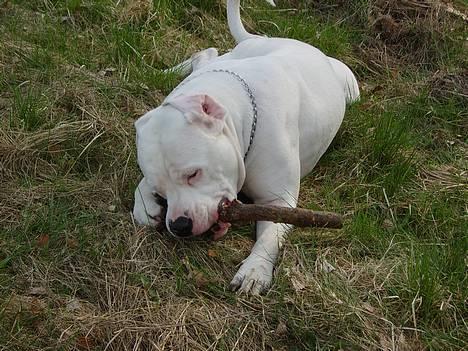 Amerikansk bulldog Oscar - umm nye dufte! billede 10