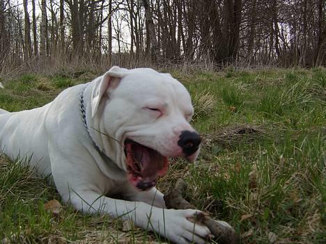 Amerikansk bulldog Oscar - "HOST HOST"---> fik hvis lige lidt bark i halsen! billede 11