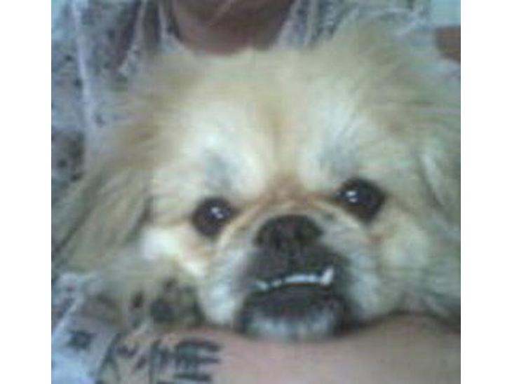 {{currentPhoto.altText}} billede {{currentPhoto.number}}