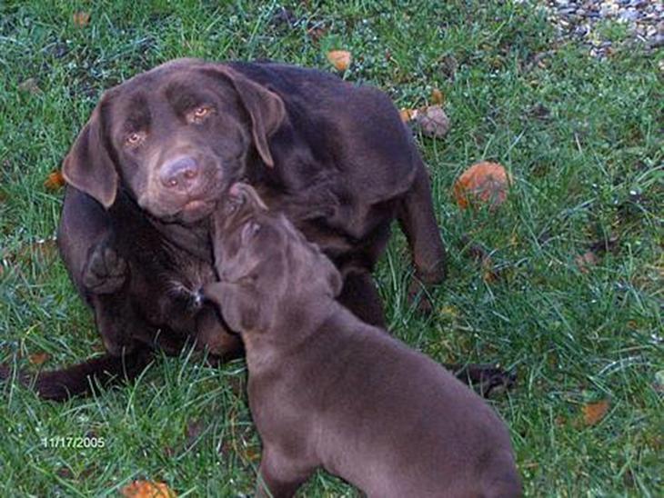 Labrador retriever Basse billede 1