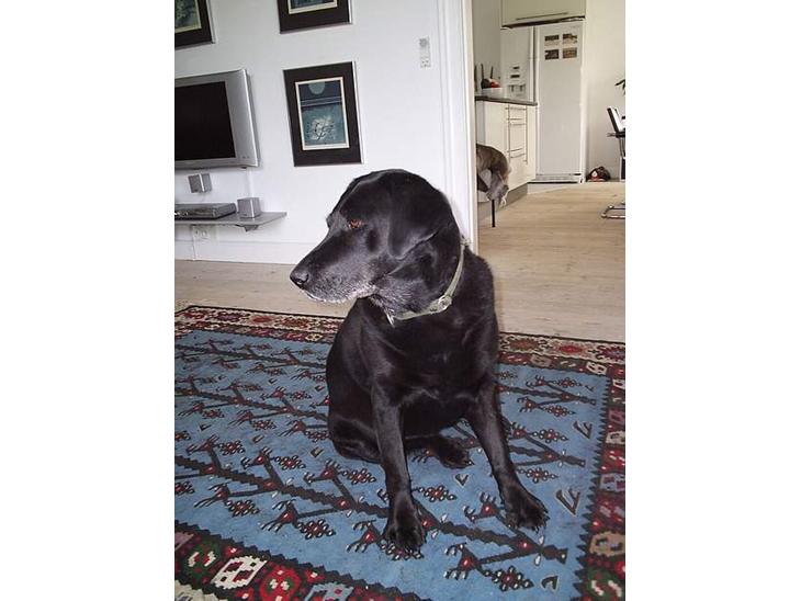 Labrador retriever Dixie  - Dixie, min elskede hund <3 billede 1