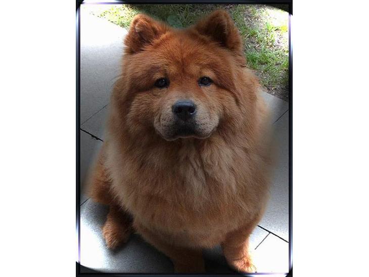Chow chow tulle billede 1