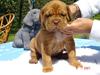 Dogue de bordeaux Vegasus Asja R.I.P.