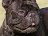 Fransk bulldog Dauløkkes Nordique Truffé