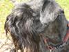 Dvaergschnauzer Rumle 