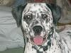 Blanding af racer Diva R.I.P [ Himmelhund]