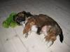 Lhasa apso Coco