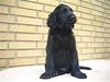 Flat coated retriever Mickey *Død* MISS YOU:'(