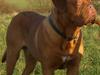 Dogue de bordeaux Doguehill´s Vegasus Cara