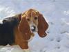 Basset hound R.I.P 2009 - Pepsi  [ Himmelhund]