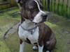 Amerikansk staffordshire terrier Sheba