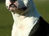 Amerikansk staffordshire terrier Milo