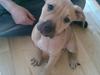 Amerikansk staffordshire terrier Chucky