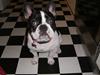 Fransk bulldog Snolder