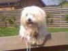 Coton de tulear Zimba =) [Tidl. hund]
