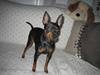 Dvaergpinscher Sille