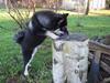 Finsk lapphund Finda Dusty Diva