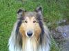 Collie langhåret Futte