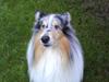Collie langhåret Blue R.I.P + miss you<3! 