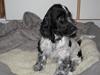 Cocker spaniel Moetly R.I.P [ Himmelhund]