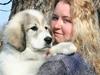 Pyreneerhund Frigg