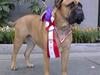 Bullmastiff Charming Little Linda RIP [ Himmelhund]