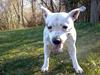 Staffordshire bull terrier Freja (Liza Kabri)