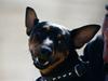 Engelsk toy terrier Bobby