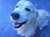 Golden retriever Buster