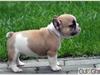 Fransk bulldog melvis