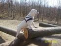 Amerikansk bulldog Upnorth 4th Miss Nasty