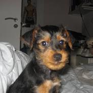 Blanding af racer Simba