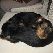 Blanding af racer Simba