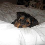 Blanding af racer Simba