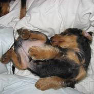 Blanding af racer Simba