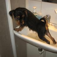 Blanding af racer Simba