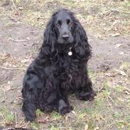 Cocker spaniel Taiya